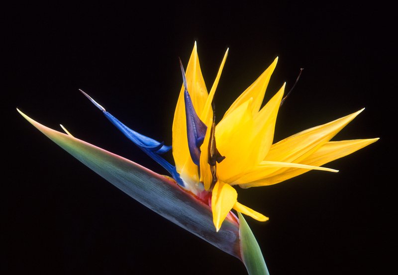 Bird-Of-Paradise -Tree