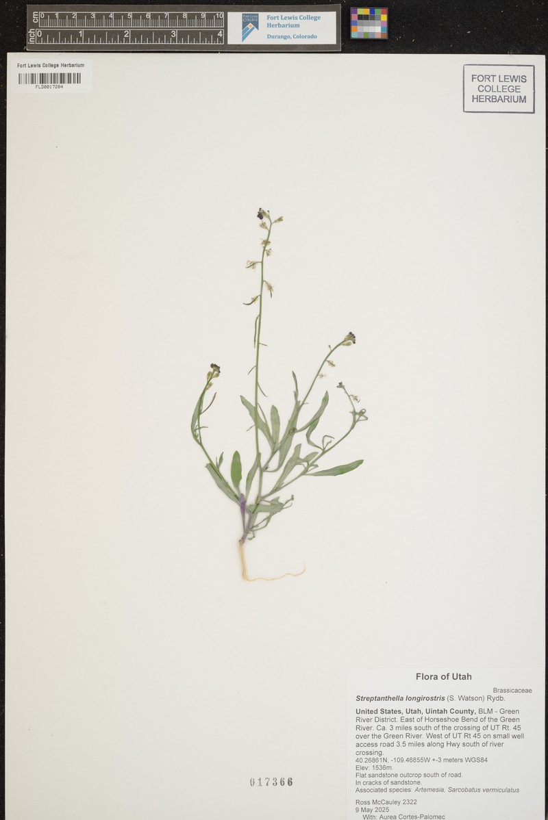 Longbeak Streptanthella photo 3