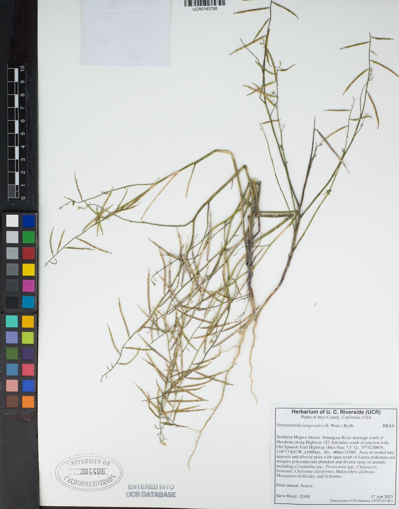 Longbeak Streptanthella photo 4