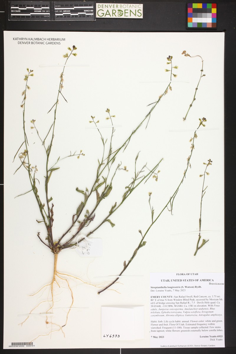 Longbeak Streptanthella photo 5