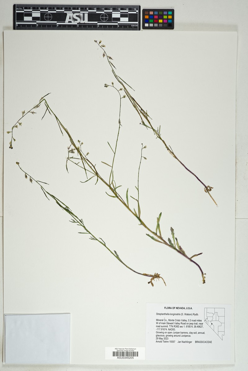 Longbeak Streptanthella photo 6