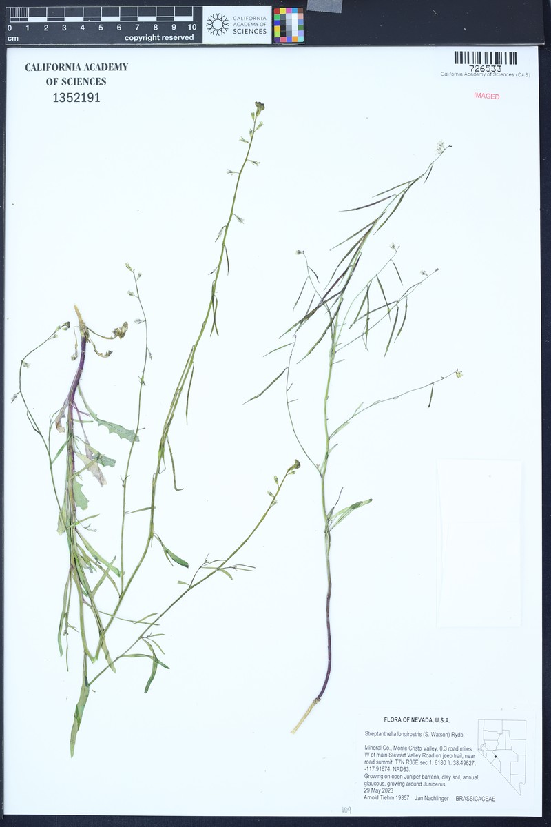 Longbeak Streptanthella photo 7