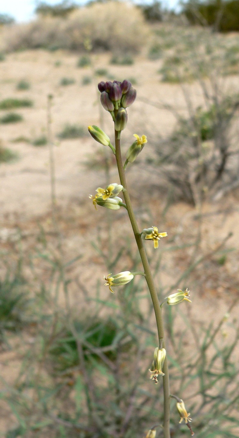 Longbeak Streptanthella