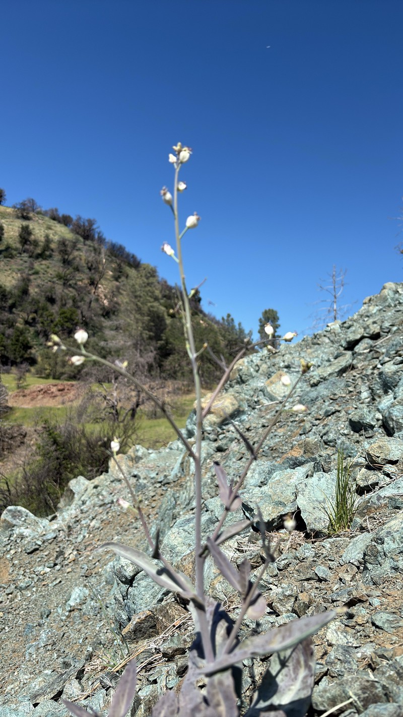 Claspingleaf Wild Cabbage