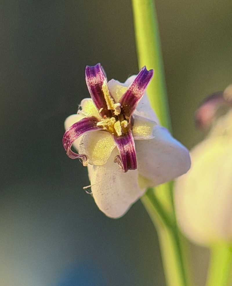 Claspingleaf Wild Cabbage photo 3