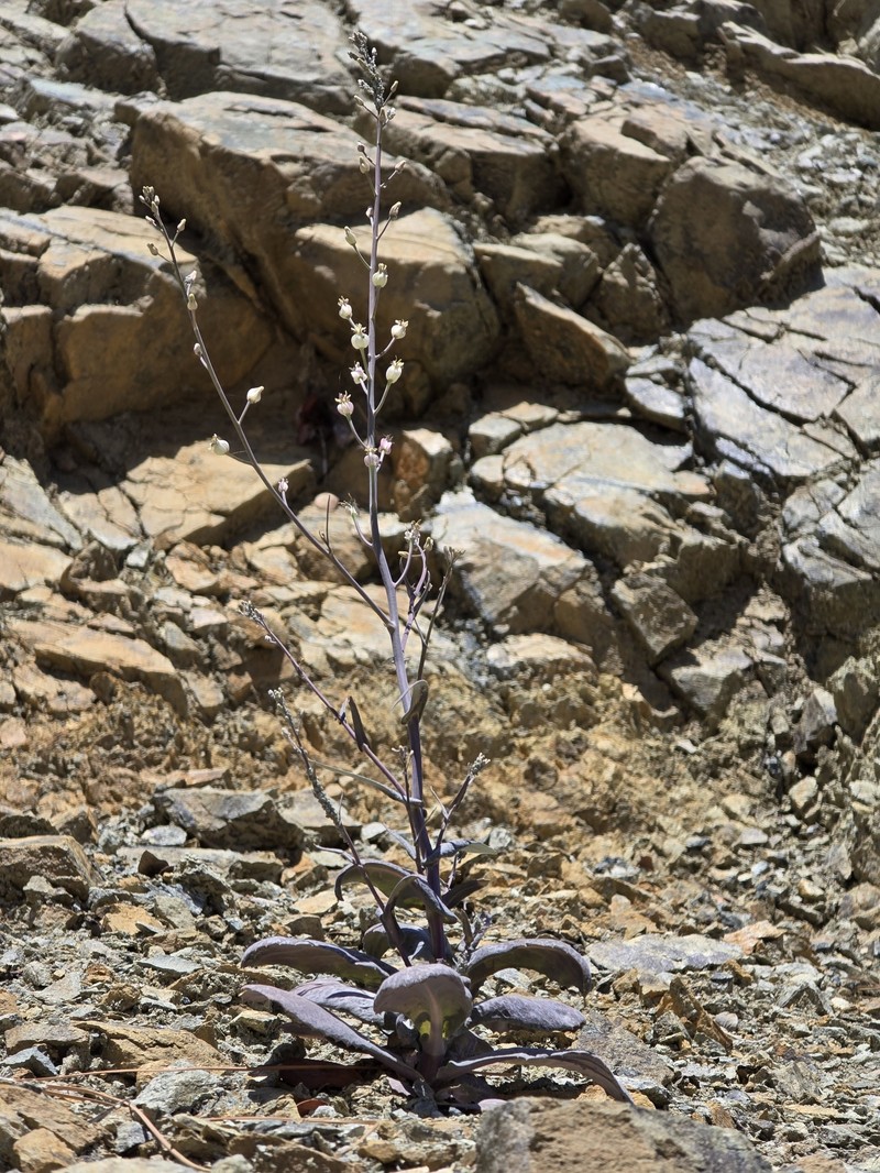 Claspingleaf Wild Cabbage photo 6