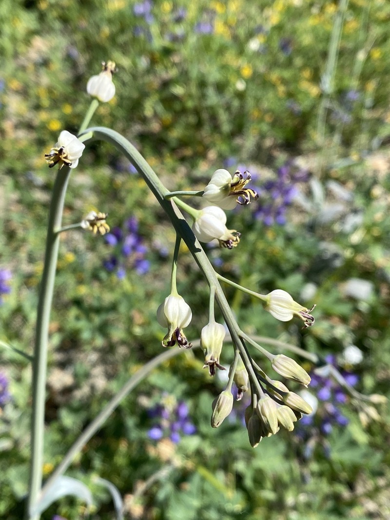 Claspingleaf Wild Cabbage photo 7