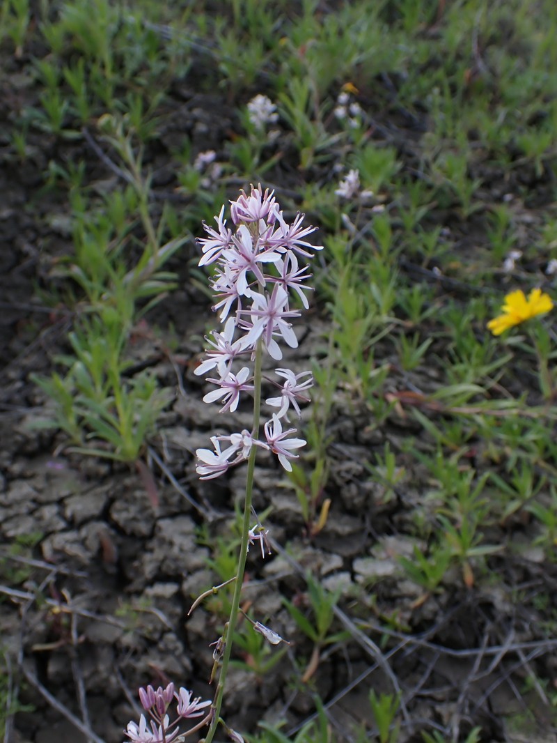 Lemmon's Mustard photo 2