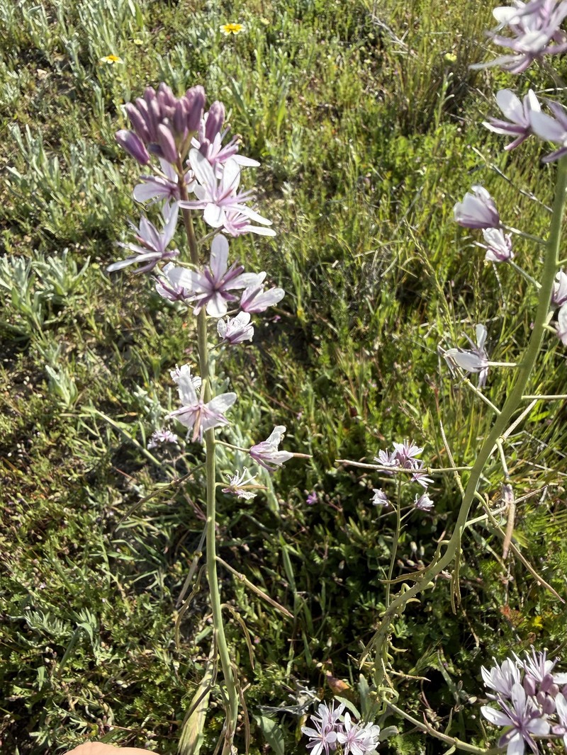 Lemmon's Mustard photo 7