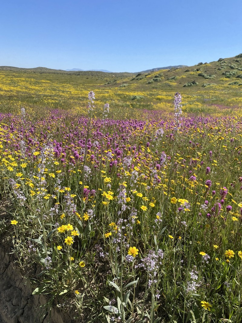 Lemmon's Mustard photo 8