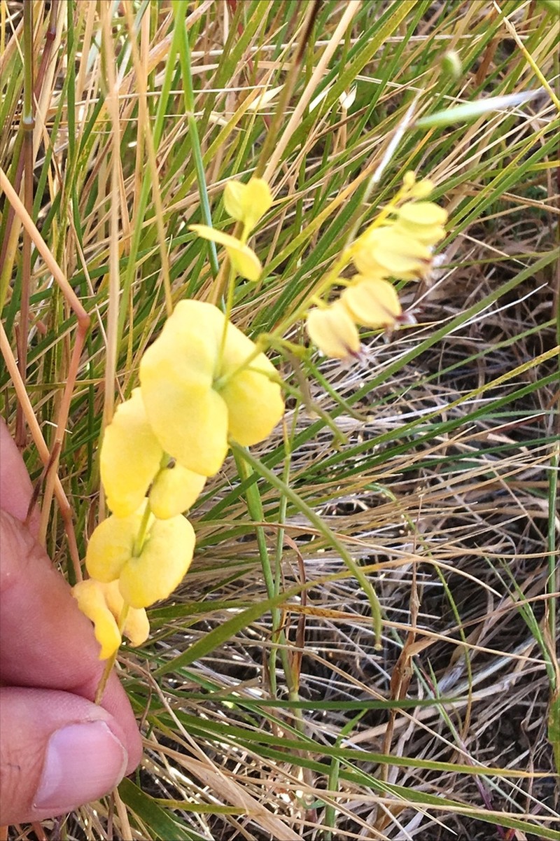 Streptanthus anomalus