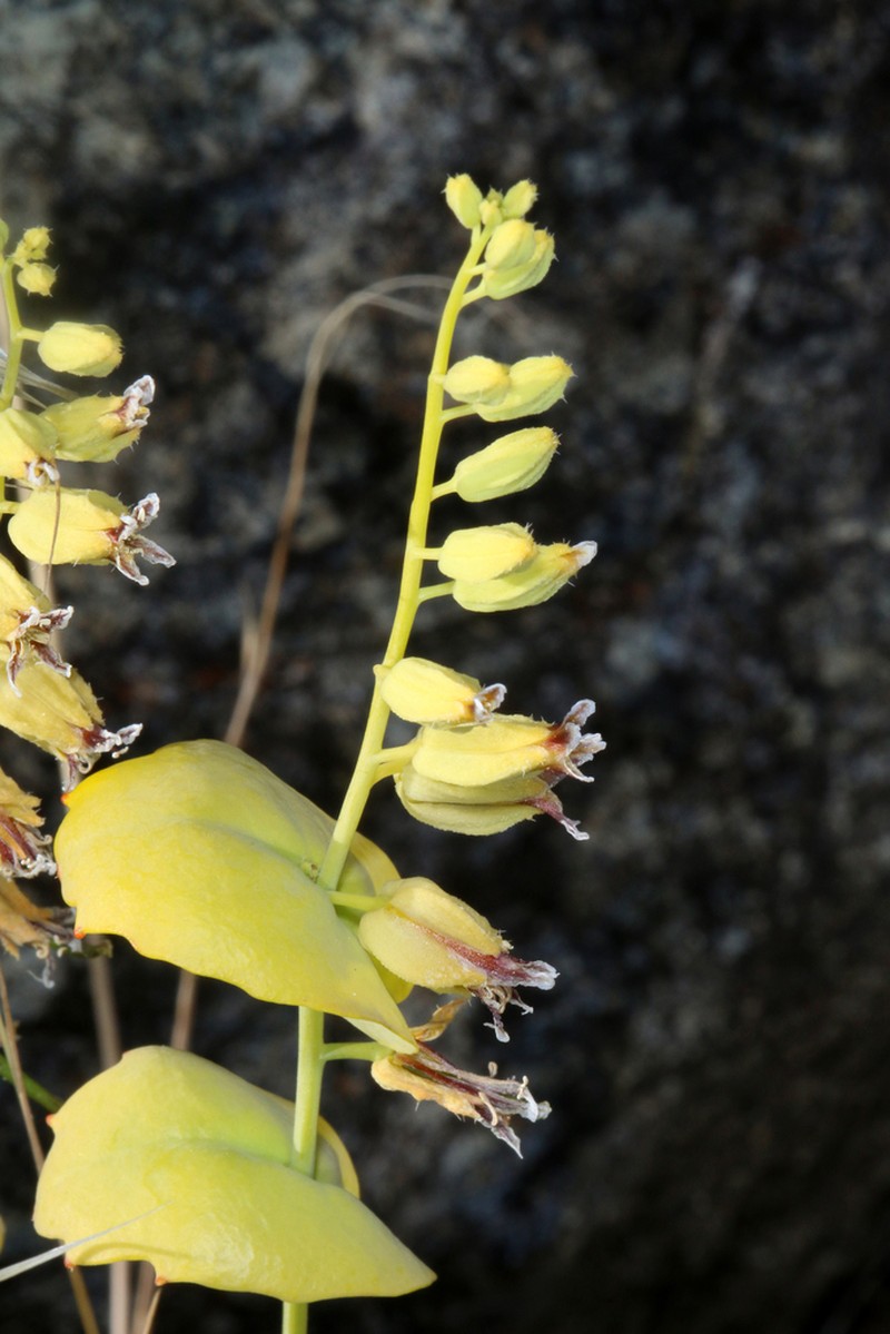 Streptanthus anomalus photo 2