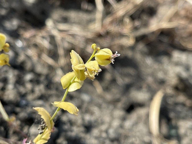 Streptanthus anomalus photo 4