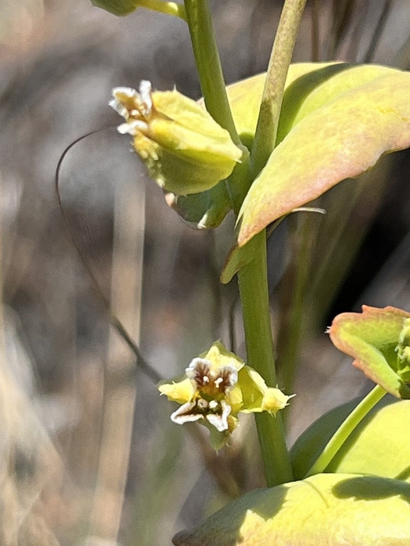 Streptanthus anomalus photo 5