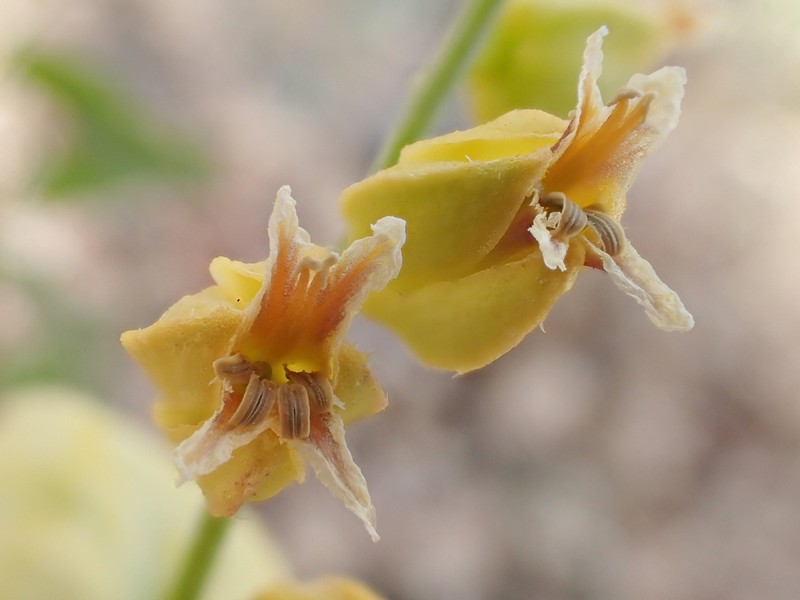 Streptanthus anomalus photo 6