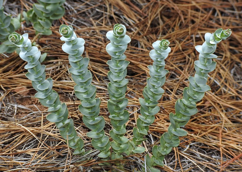 Pacific Jewelflower