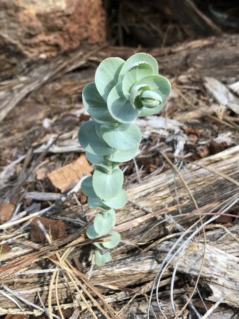Pacific Jewelflower photo 2