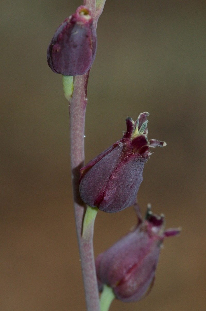 Pacific Jewelflower photo 3
