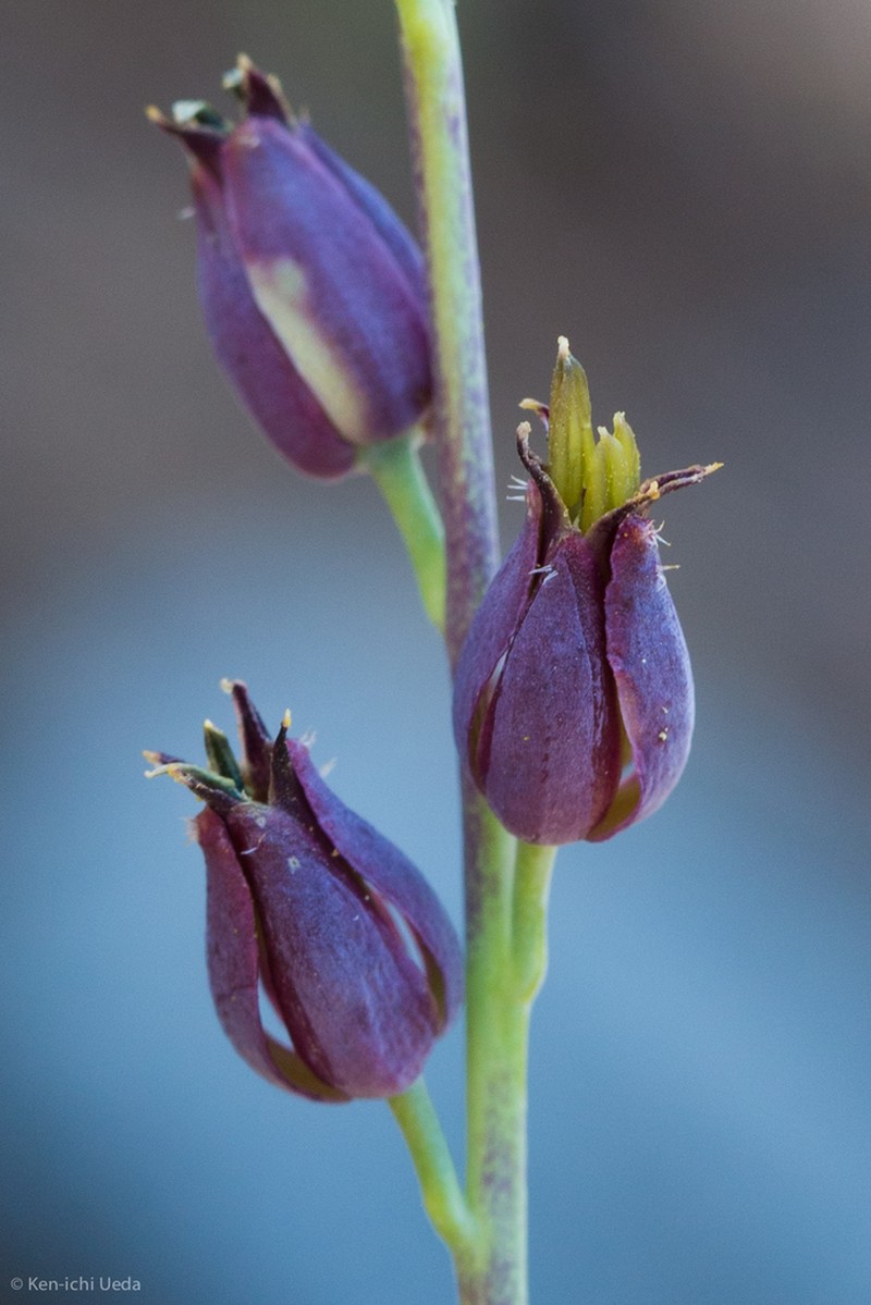 Pacific Jewelflower photo 4