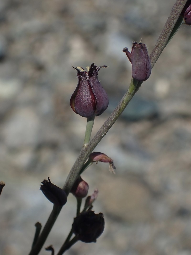 Pacific Jewelflower photo 5