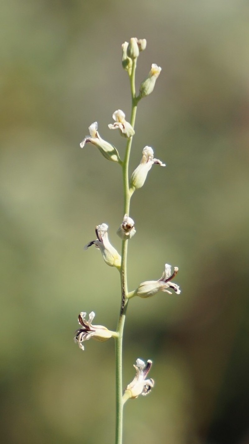 Bearded Jewelflower