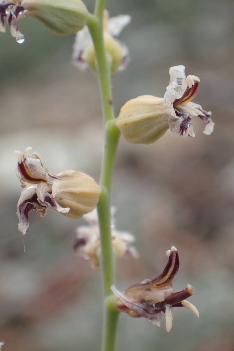 Bearded Jewelflower photo 2