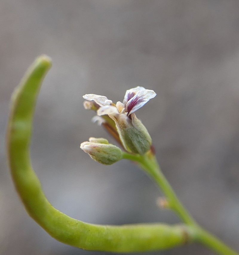 Bearded Jewelflower photo 4