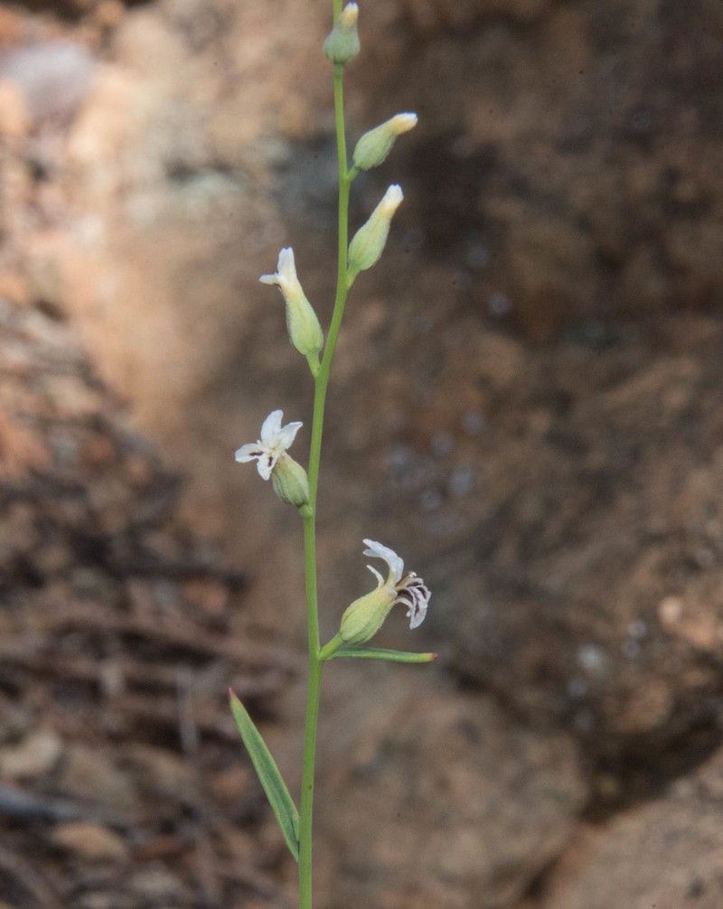 Bearded Jewelflower photo 7