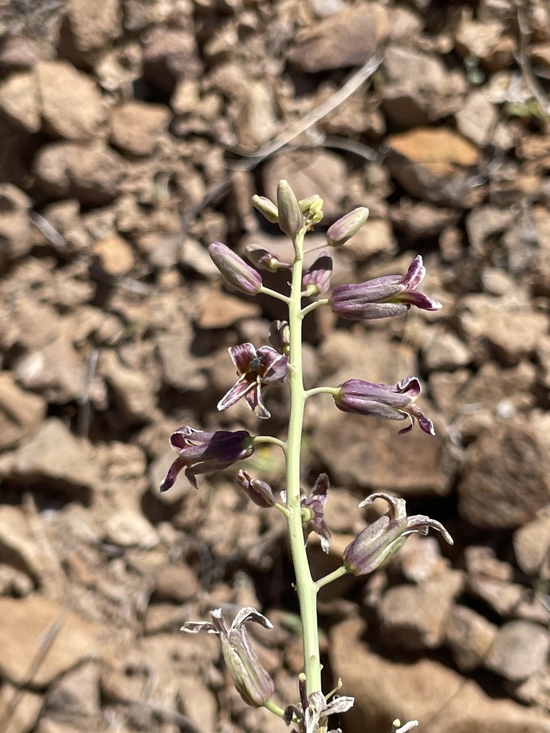 Black Rock Wild Cabbage