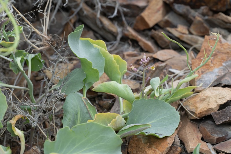 Black Rock Wild Cabbage photo 2