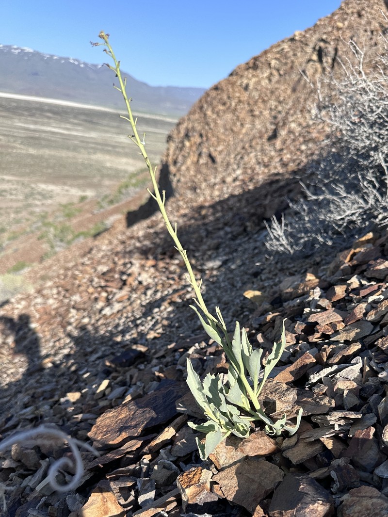 Black Rock Wild Cabbage photo 3