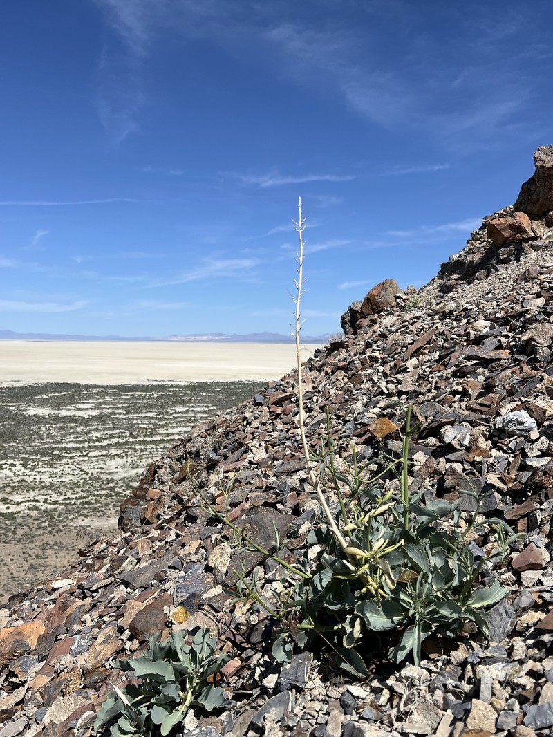 Black Rock Wild Cabbage photo 4