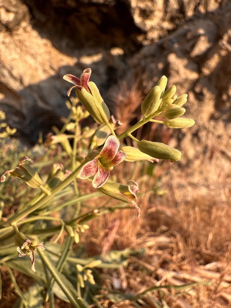 Black Rock Wild Cabbage photo 5