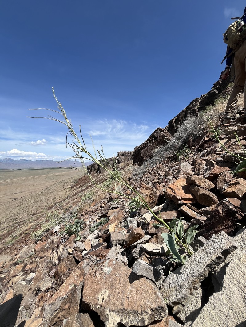 Black Rock Wild Cabbage photo 6