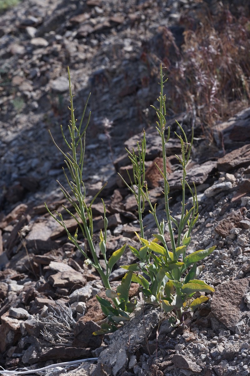 Black Rock Wild Cabbage photo 7