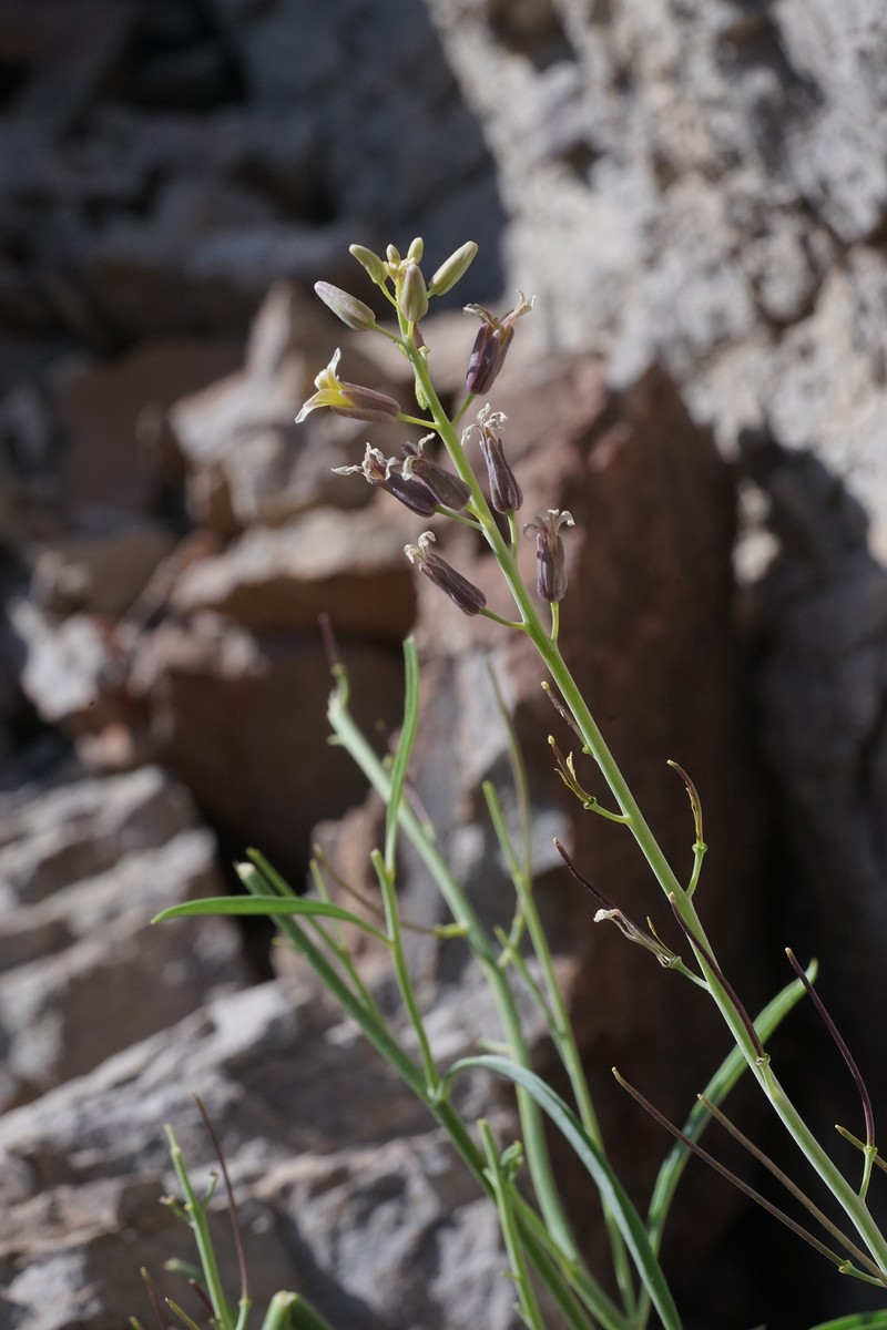 Black Rock Wild Cabbage photo 8