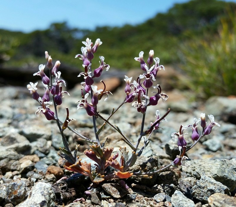 Mt. Tamalpais Jewelflower