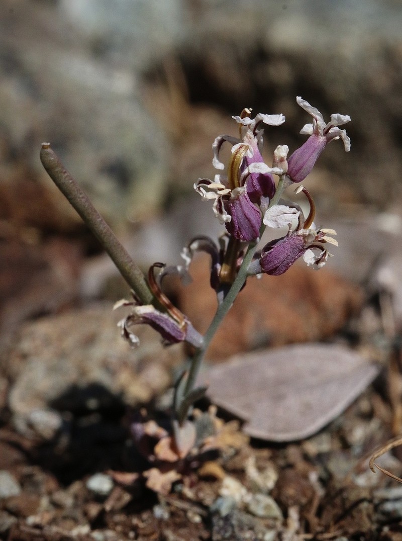 Mt. Tamalpais Jewelflower photo 3