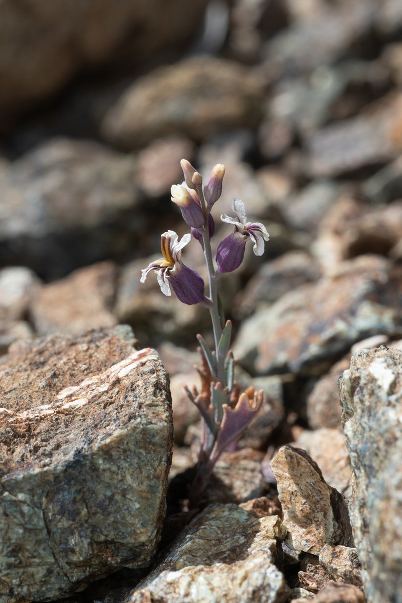 Mt. Tamalpais Jewelflower photo 4