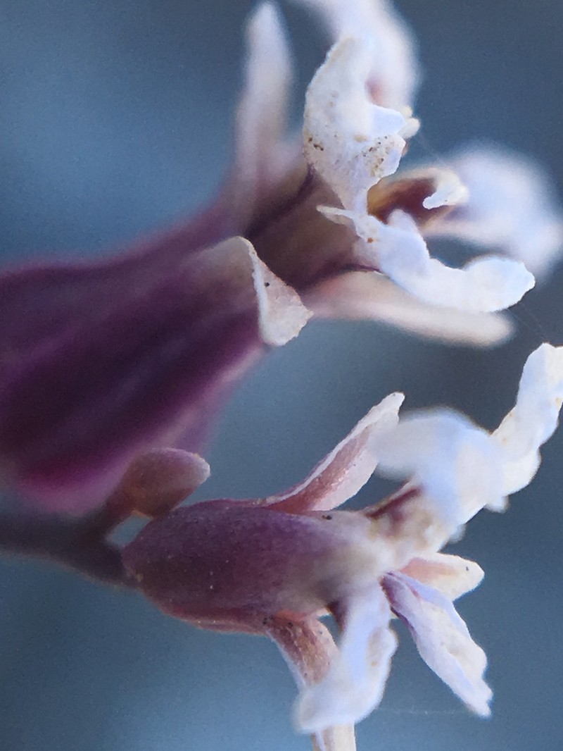 Mt. Tamalpais Jewelflower photo 5