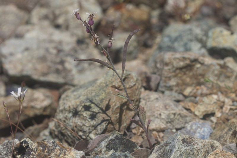 Mt. Tamalpais Jewelflower photo 6