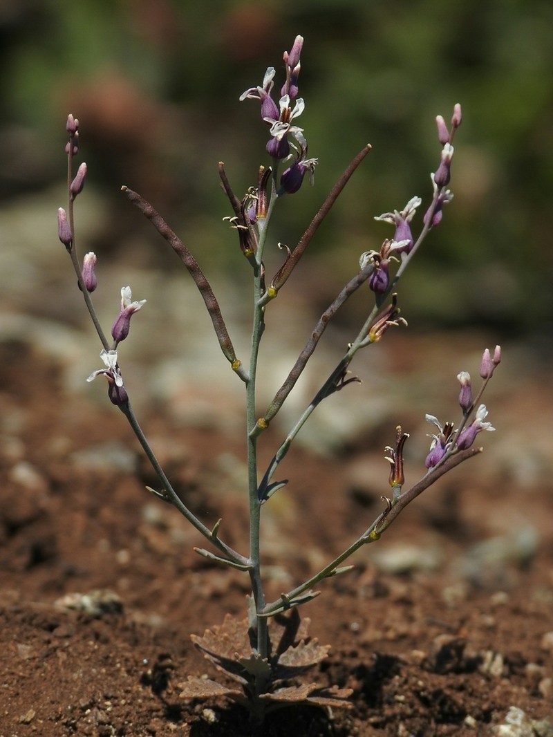 Mt. Tamalpais Jewelflower photo 7