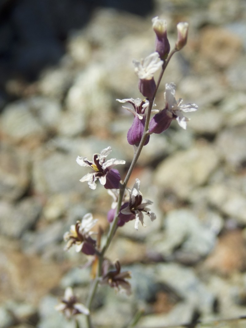 Mt. Tamalpais Jewelflower photo 8