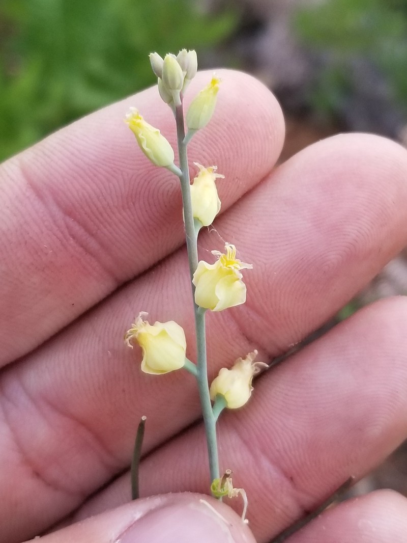 Laguna Mountain Jewelflower photo 3