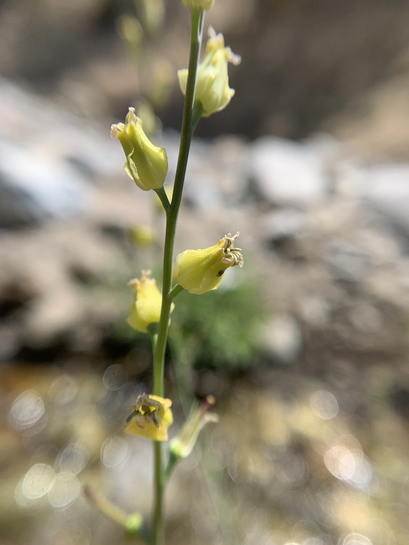 Laguna Mountain Jewelflower photo 4