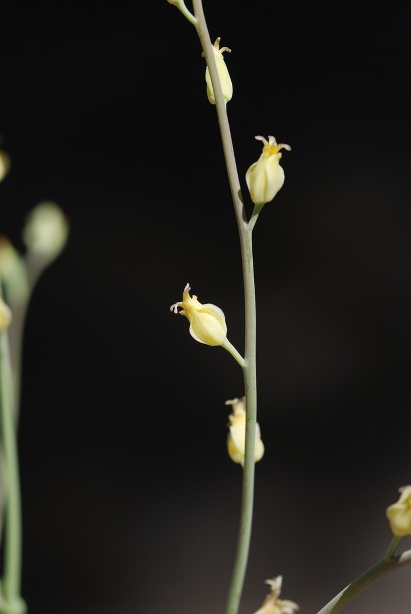 Laguna Mountain Jewelflower photo 5