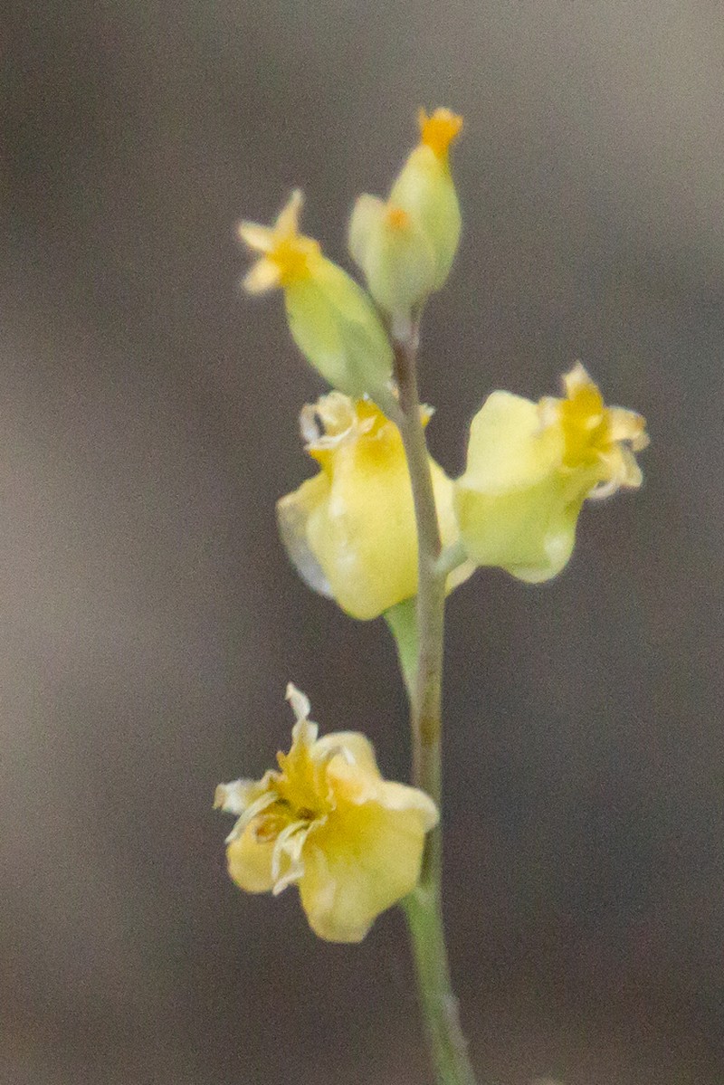 Laguna Mountain Jewelflower photo 6