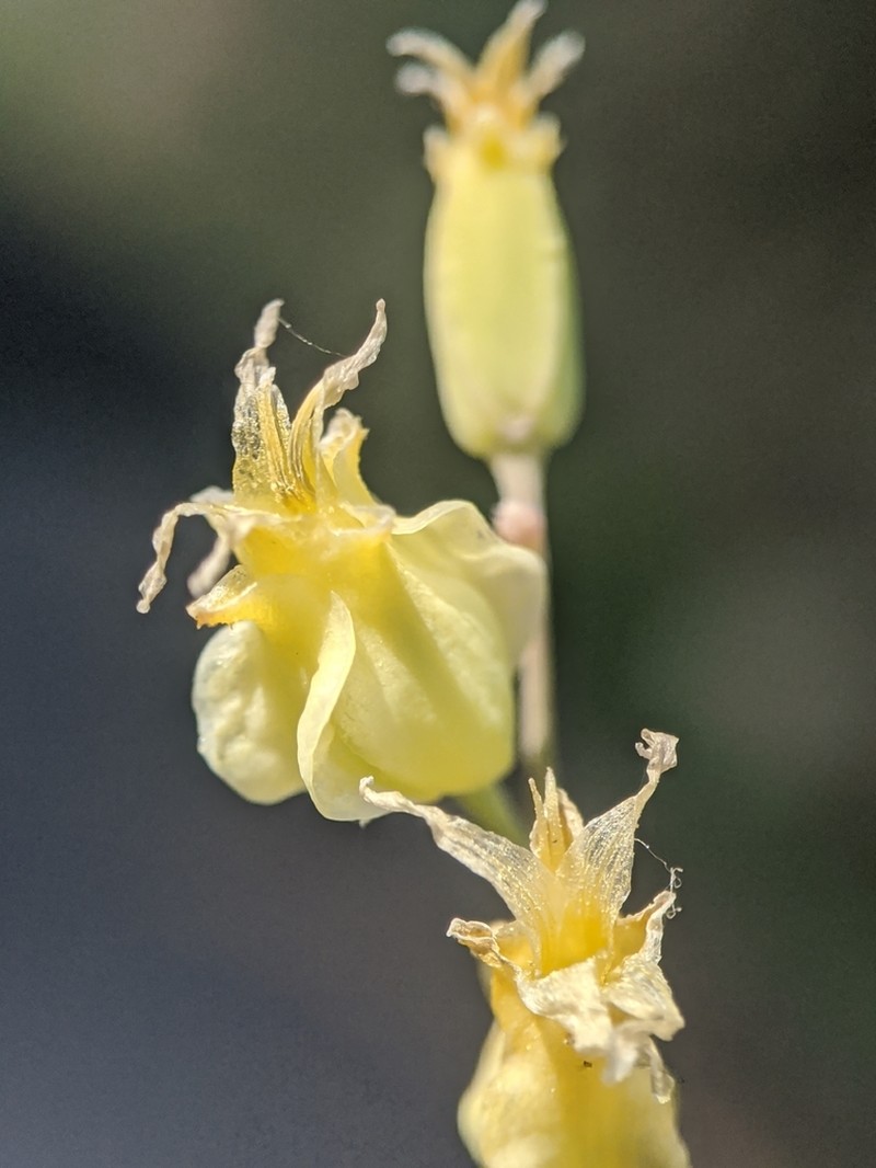Laguna Mountain Jewelflower photo 7