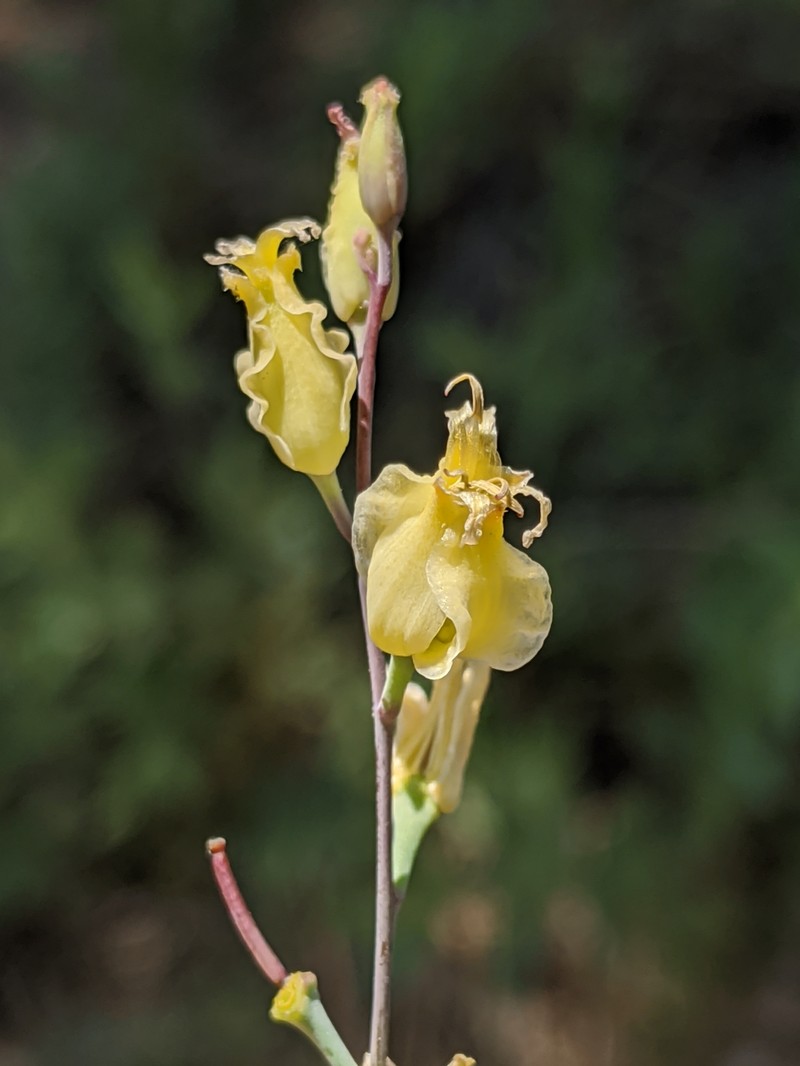 Laguna Mountain Jewelflower