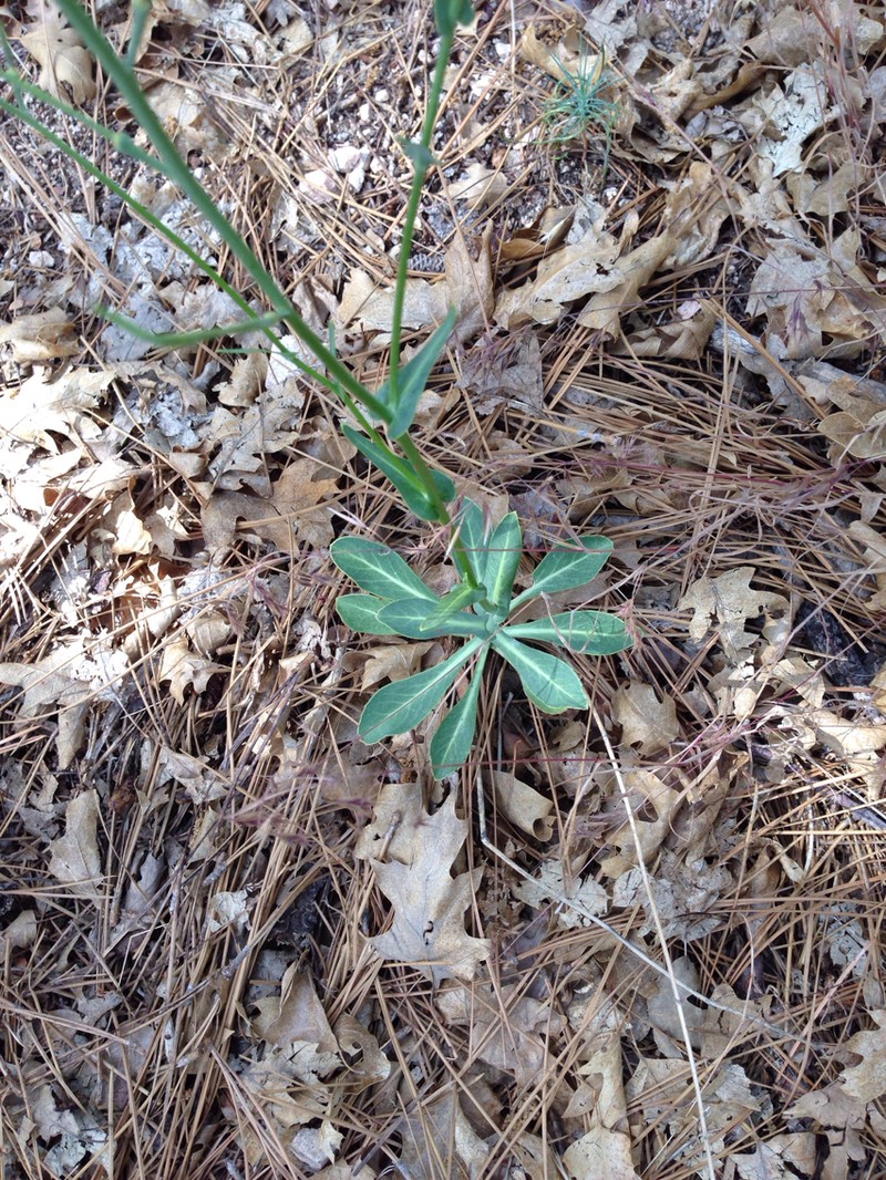 Laguna Mountain Jewelflower photo 2